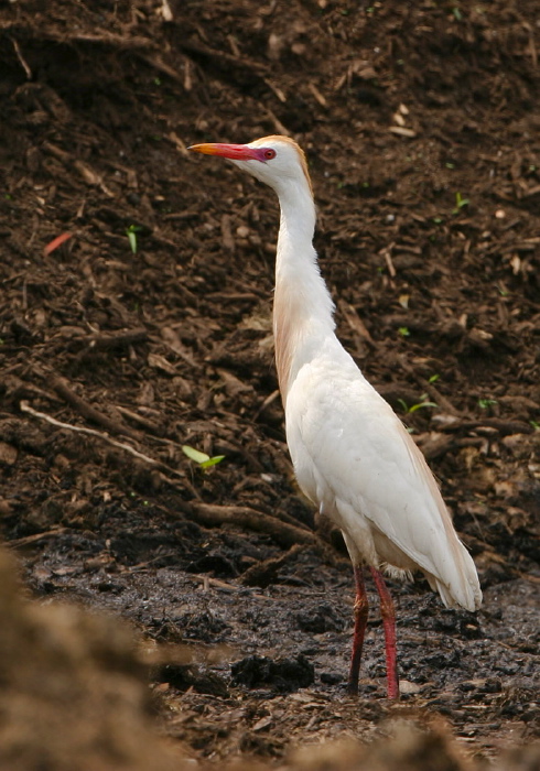 Bubulcus ibis Ardeidae