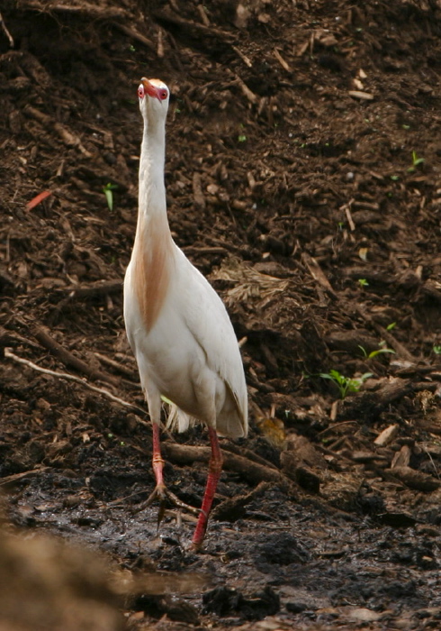 Bubulcus ibis Ardeidae