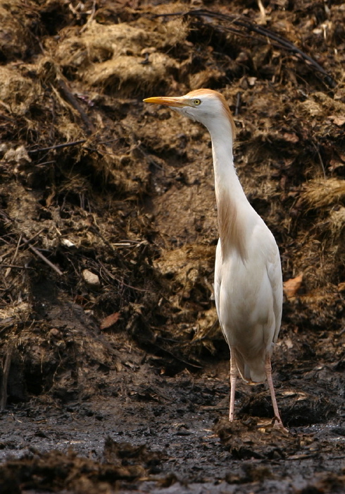 Bubulcus ibis Ardeidae
