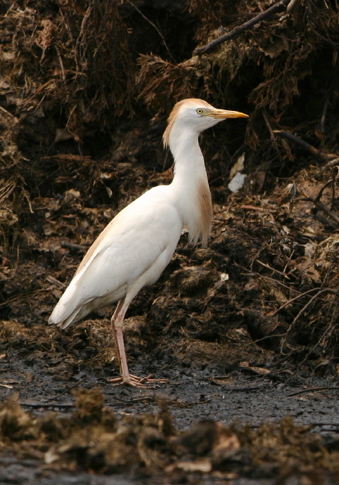 Bubulcus ibis Ardeidae