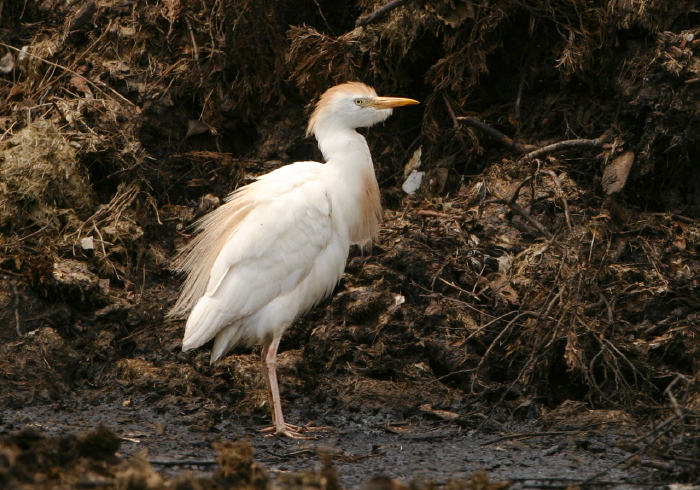 Bubulcus ibis Ardeidae