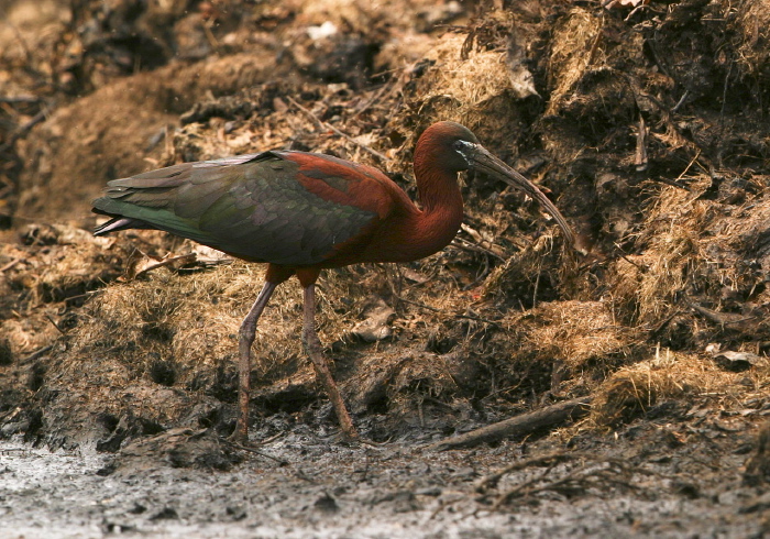 Plegadis falcinellus Threskiornithidae