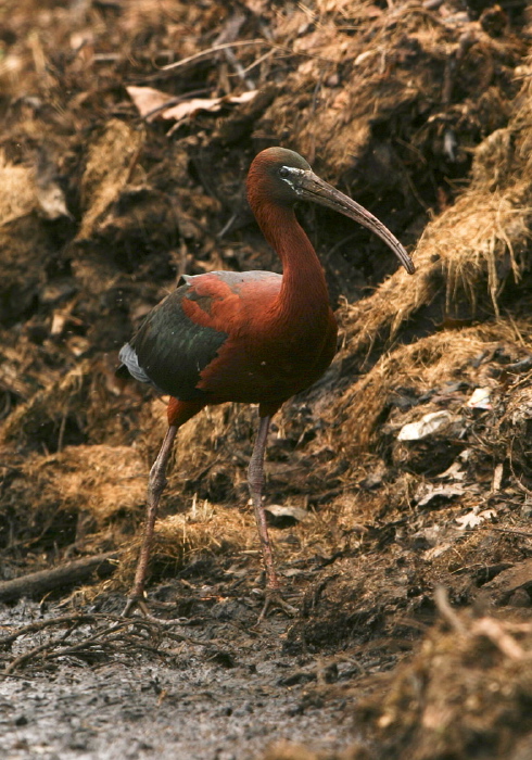 Plegadis falcinellus Threskiornithidae