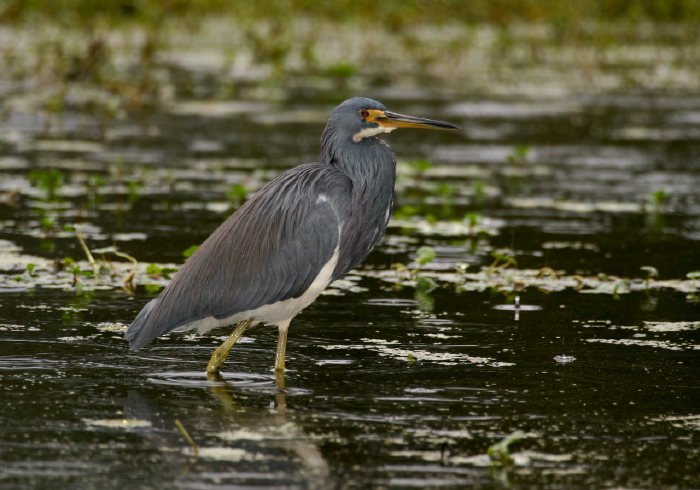 Egretta tricolor Ardeidae