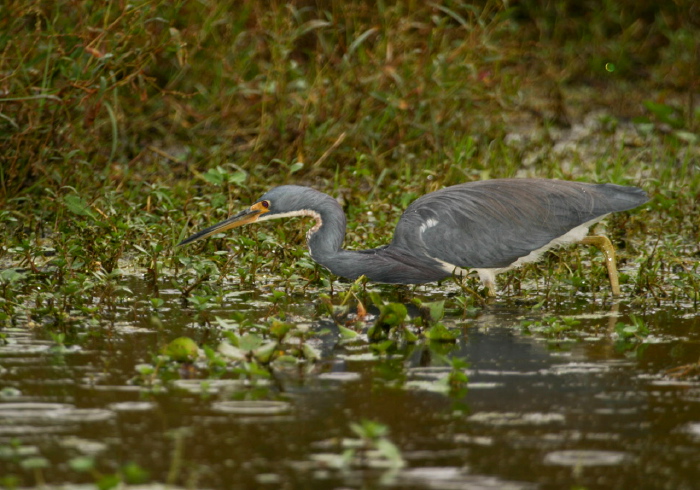 Egretta tricolor Ardeidae
