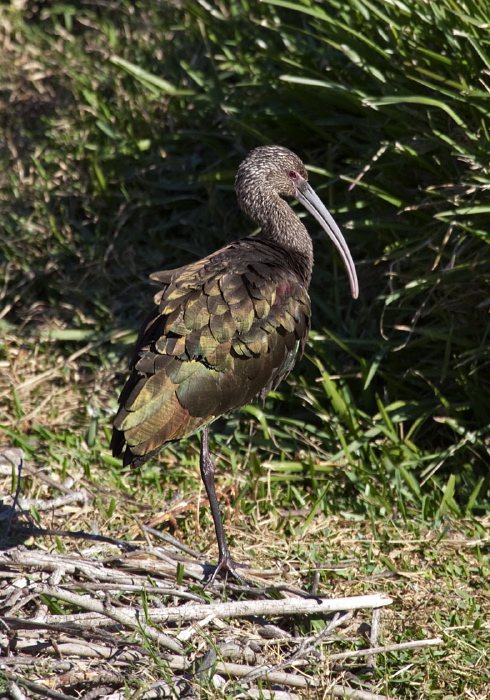 Plegadis chihi Threskiornithidae