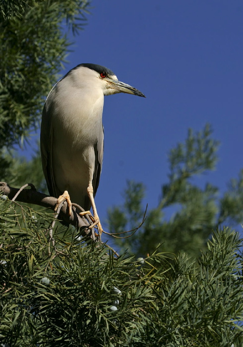 Nycticorax nycticorax Ardeidae