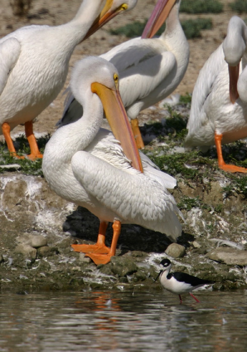 Pelecanus erythrorhynchos Pelecanidae