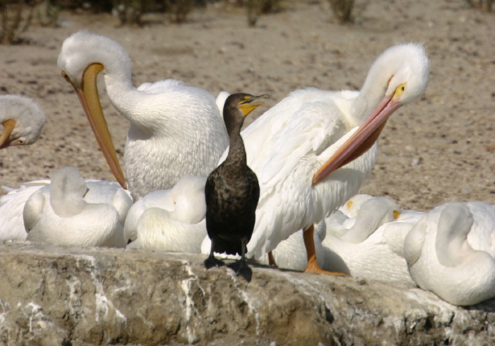 Pelecanus erythrorhynchos Pelecanidae
