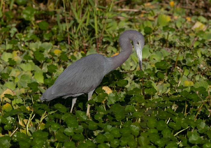 Egretta caerulea Ardeidae