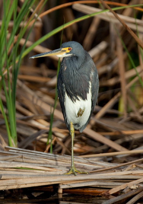 Egretta tricolor Ardeidae