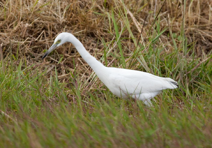 Egretta caerulea Ardeidae