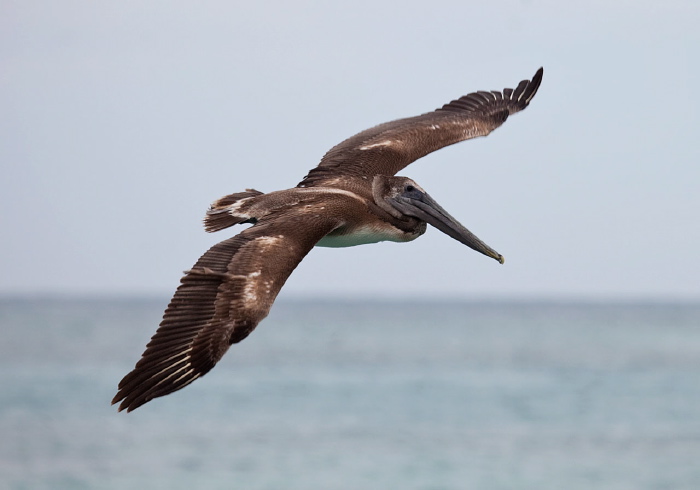 Pelecanus occidentalis Pelecanidae