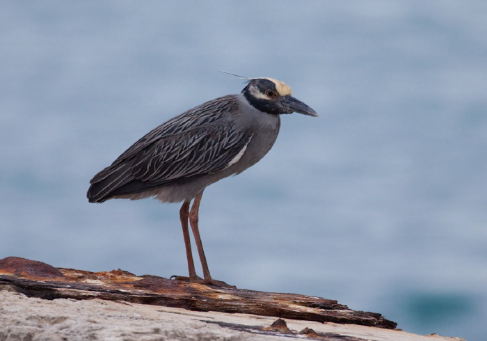 Nyctanassa violacea Ardeidae