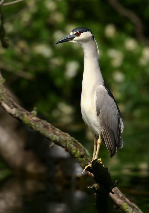Nycticorax nycticorax Ardeidae