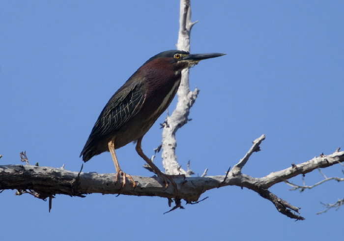 Butorides virescens Ardeidae