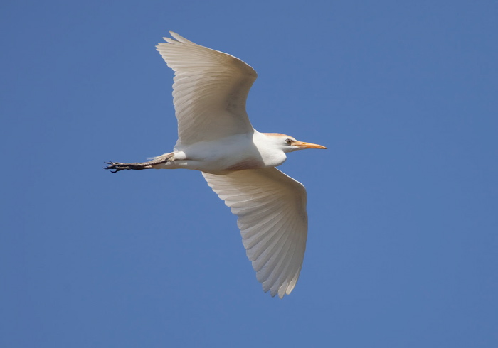 Bubulcus ibis Ardeidae