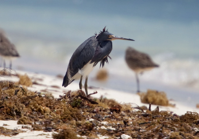 Egretta tricolor Ardeidae