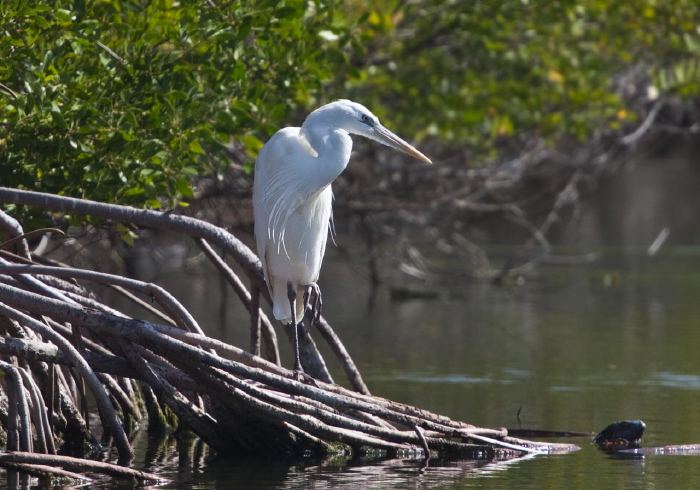 Ardea herodias occidentalis Ardeidae