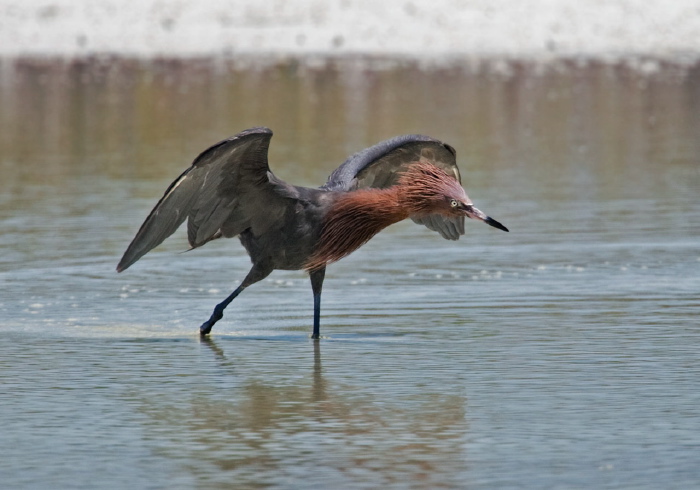 Egretta rufescens Ardeidae