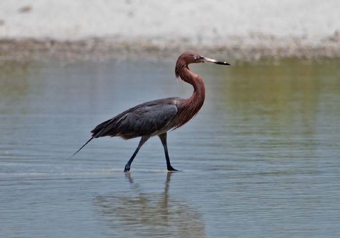 Egretta rufescens Ardeidae