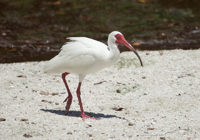 Eudocimus albus Threskiornithidae