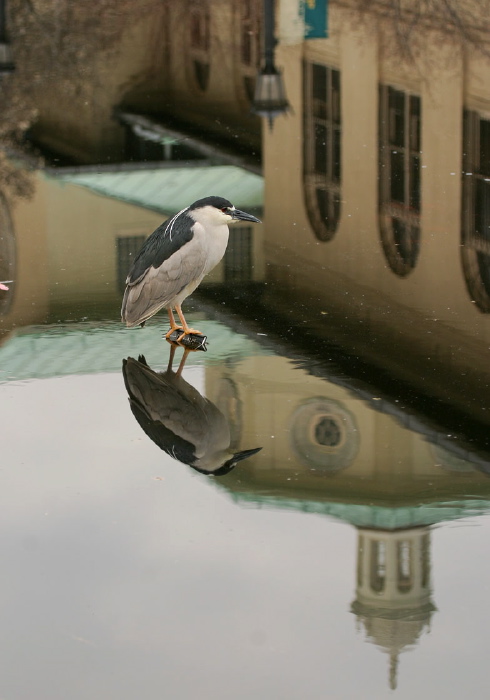 Nycticorax nycticorax Ardeidae