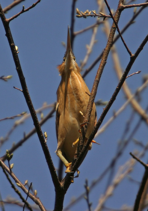Ixobrychus exilis Ardeidae