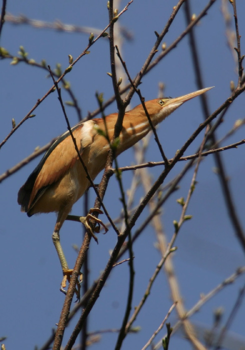 Ixobrychus exilis Ardeidae
