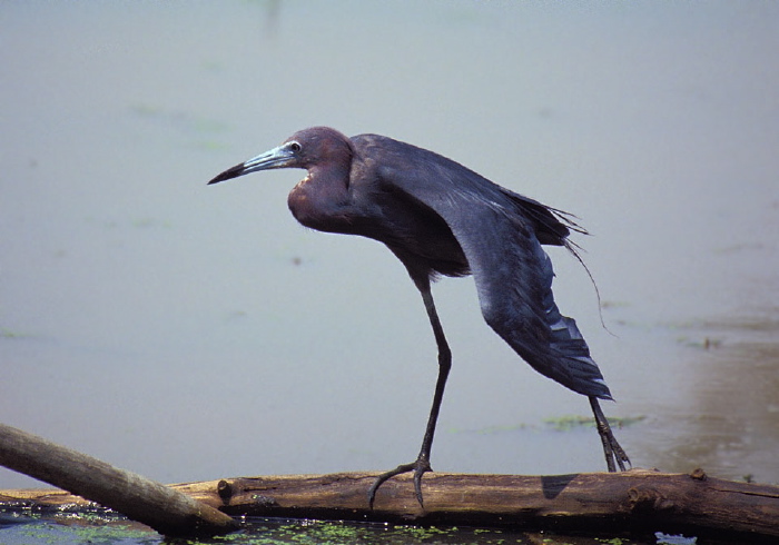 Egretta caerulea Ardeidae