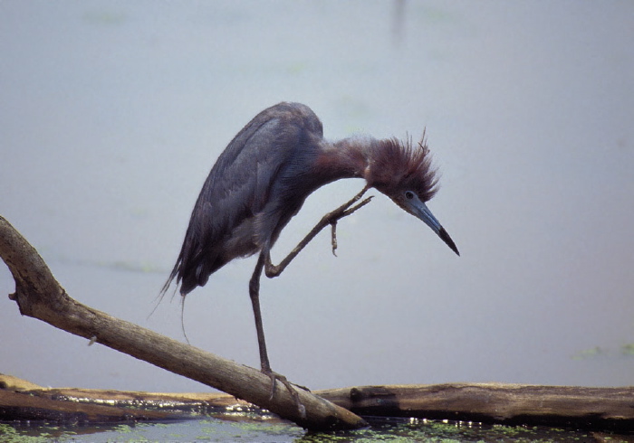 Egretta caerulea Ardeidae