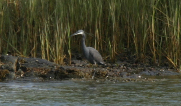 Egretta gularis Ardeidae