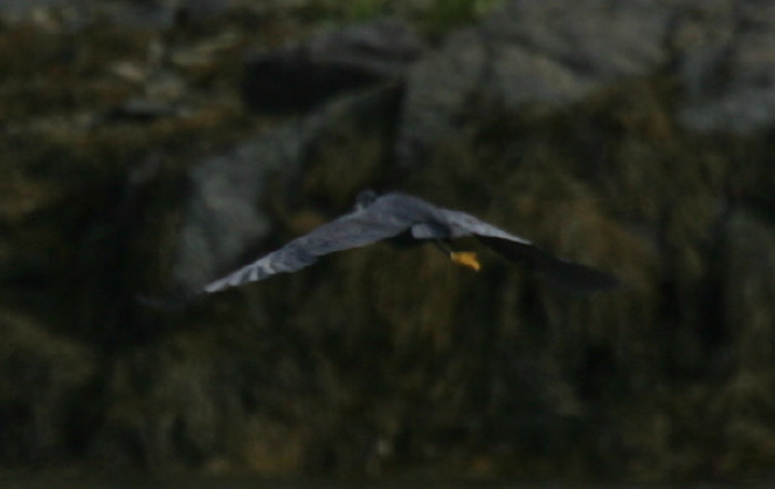 Egretta gularis Ardeidae