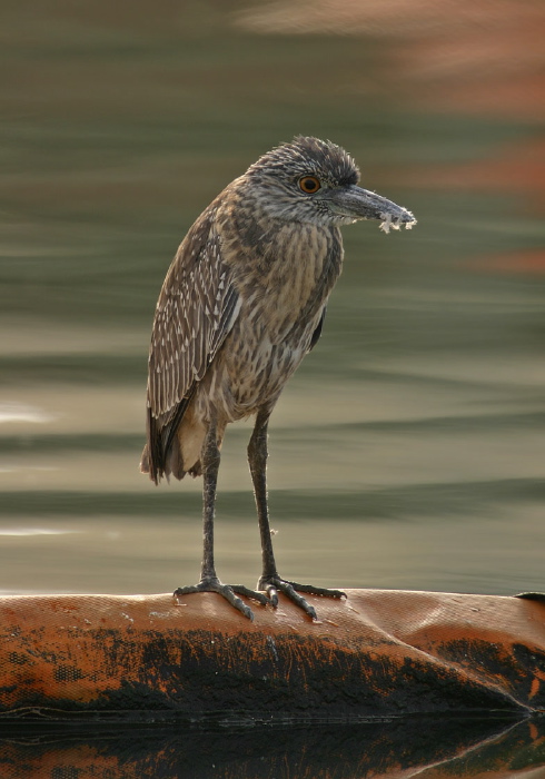 Nyctanassa violacea Ardeidae