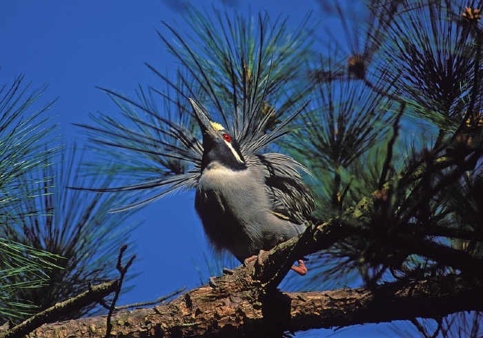 Nyctanassa violacea Ardeidae