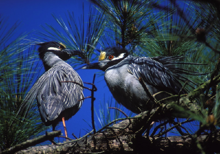 Nyctanassa violacea Ardeidae