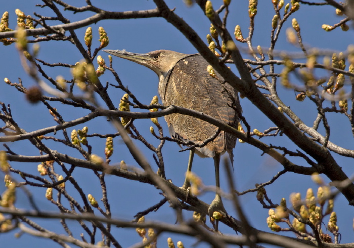 Botaurus lentiginosus Ardeidae