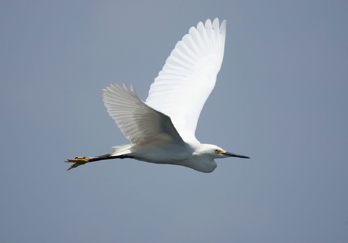 Egretta thula Ardeidae