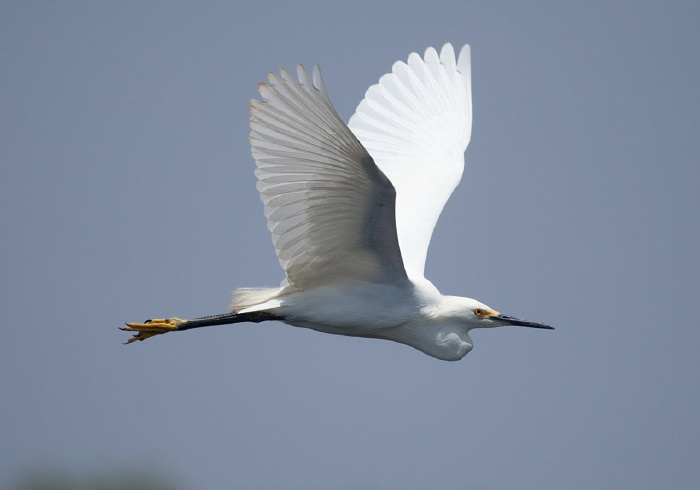 Egretta thula Ardeidae