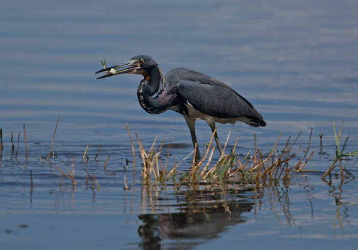 Egretta tricolor Ardeidae