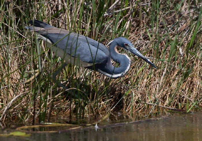 Egretta tricolor Ardeidae