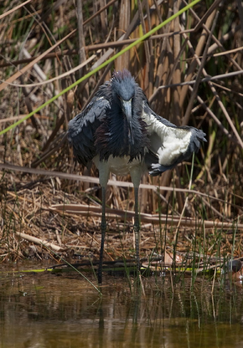 Egretta tricolor Ardeidae