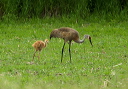 135_3557_crane