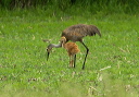 135_3562_crane