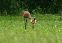 135_3564_crane