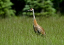 135_3616_crane