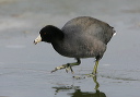 american_coot6068