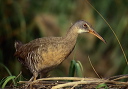clapper_rail_4sp
