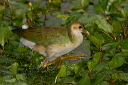 img_5366_gallinule