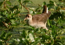 img_5378_gallinule